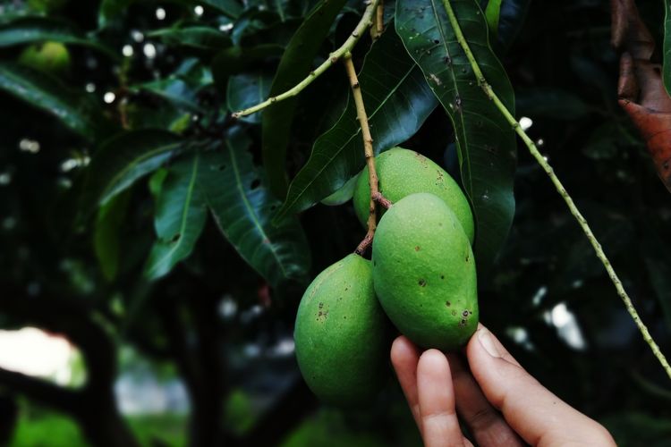 Ilustrasi pohon mangga, tanaman mangga, buah mangga di pohon.