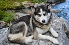 6 Ras Anjing Mirip Serigala yang Dapat Dipelihara di Rumah