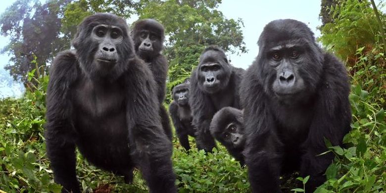 Keluarga gorila gunung di Uganda