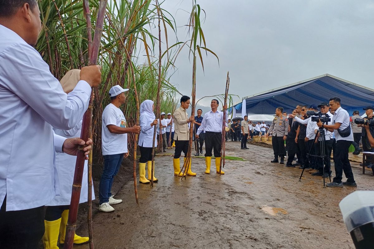 Wakil Presiden (Wapres) Republik Indonesia, Gibran Rakabuming, melakukan panen tebu di Kebun Tebu Jolondoro, Banyuwangi, Jawa Timur, Senin (23/6/2025).