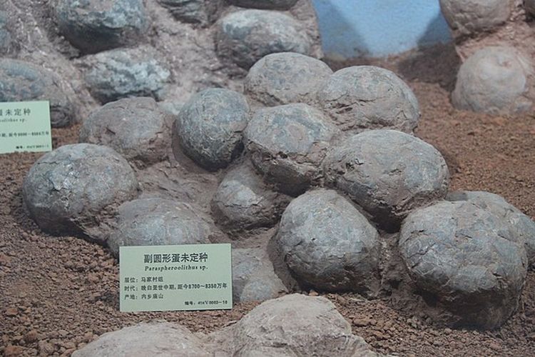 Telur Dinosaurus Berusia 85 Juta Tahun Ungkap Rahasia Hidup di Perubahan Iklim Purba