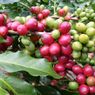 Harga Kopi Gayo Naik, Ini Penyebabnya