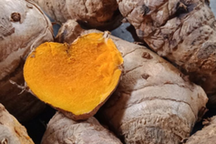 Ilustrasi rimpang temulawak