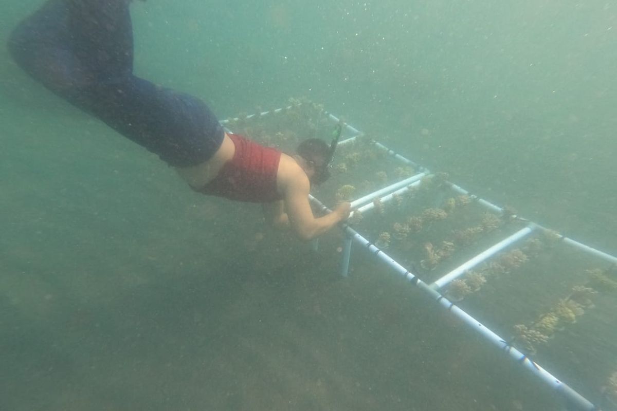 Proses penanaman terumbu karang di dasar laut Pantai Kletekan, Dusun Lenggoksono, Desa Purwodadi, Kecamatan Tirtoyudo, Kabupaten Malang.
