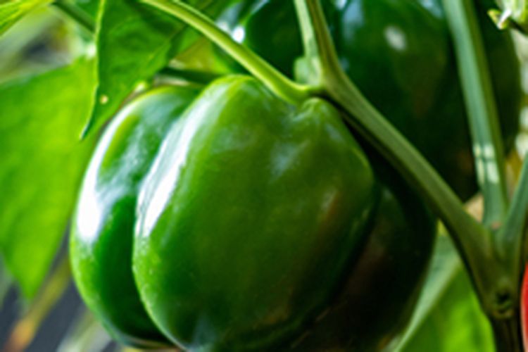 Ilustrasi tanaman paprika hijau