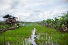 Cegah Kebakaran Hutan, Food Estate di Kalteng Disebut Kementan Jadi Role Model Nasional