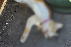 Belasan Kucing di Kota Malang Mati Mendadak Diduga Diracun