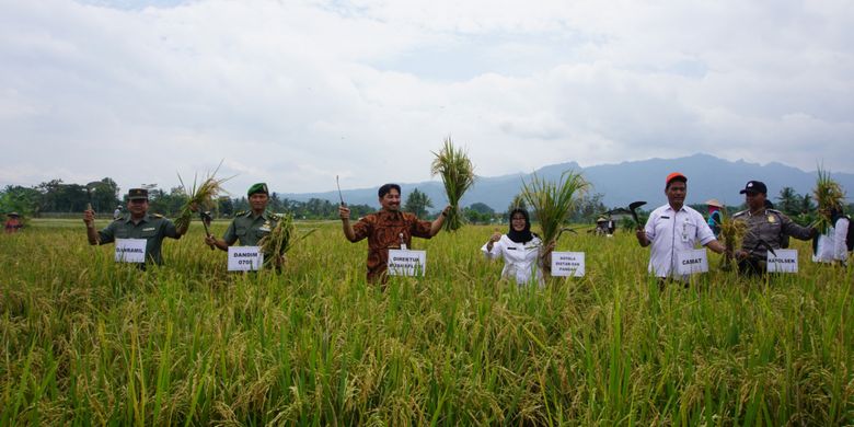 Direktur Buah dan Florikultura Dirjen Hortikultura Kementerian Pertanian, Sarwo Edhy, mengikuti panen raya padi di persawahan kawasan Mendut, Kecamatan Mungkid, Kabupaten Magelang, Jawa Tengah, Rabu (20/12/2017).