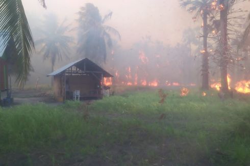Kebakaran Lahan 30 Hektar di Sumba Timur, 100 Pohon Kelapa Milik Warga Hangus