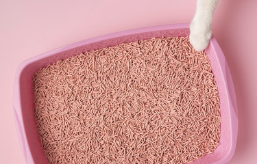 cara mengatasi kucing kencing sembarangan.
