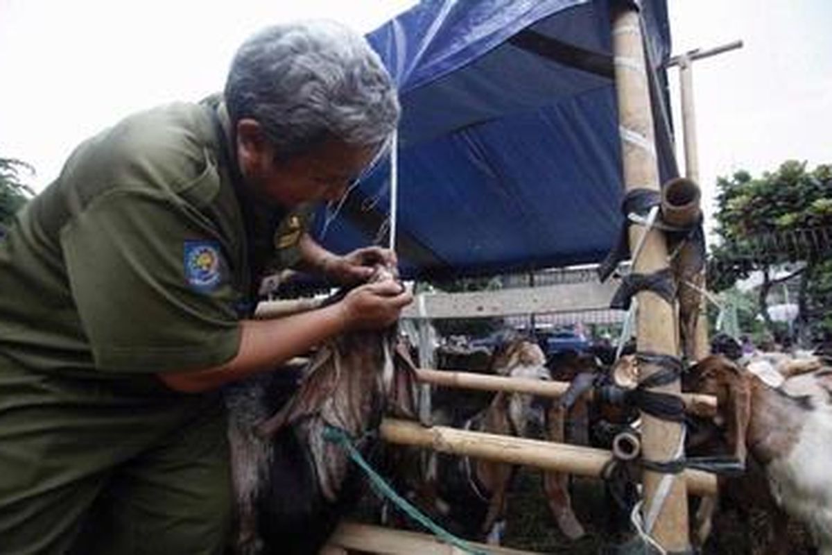 Petugas dari Dinas Kelautan dan Pertanian Provinsi DKI Jakarta memeriksa fisik kambing kurban yang dijual di kawasan Kemayoran, Jakarta, Senin (31/10/2011).