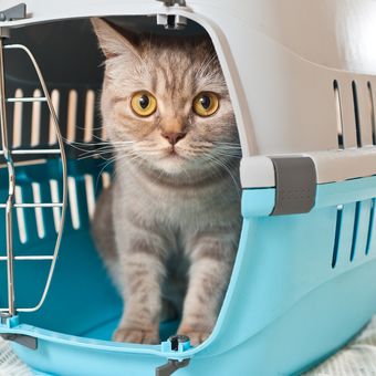 Ilustrasi kucing di dalam kandang, kandang kucing. Cara kirim hewan via kereta api saat mudik Lebaran 2024.