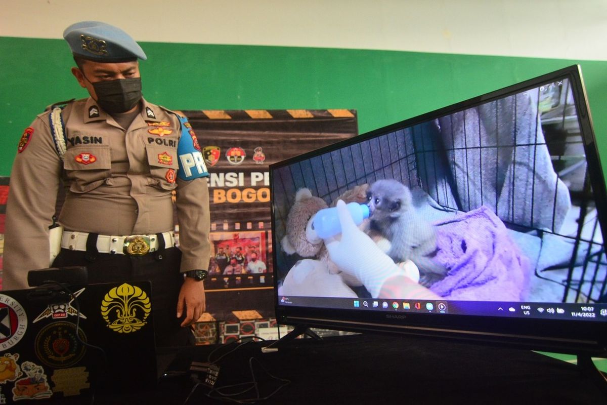 Kepolisian Resor Bogor, Jawa Barat, menggagalkan penjualan satwa liar Endemic yang dilindungi berupa Owa Jawa (Hylobates moloch) di Sentul City, Kecamatan Babakan Madang, Kabupaten Bogor.