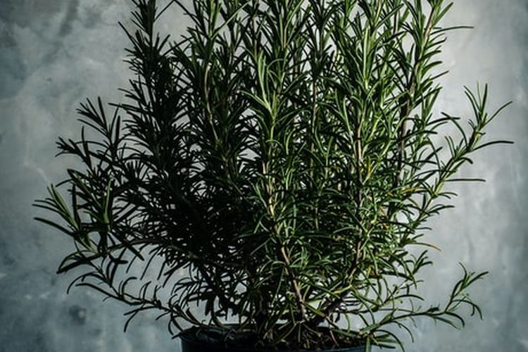 Ilustrasi rosemary, tanaman rosemary