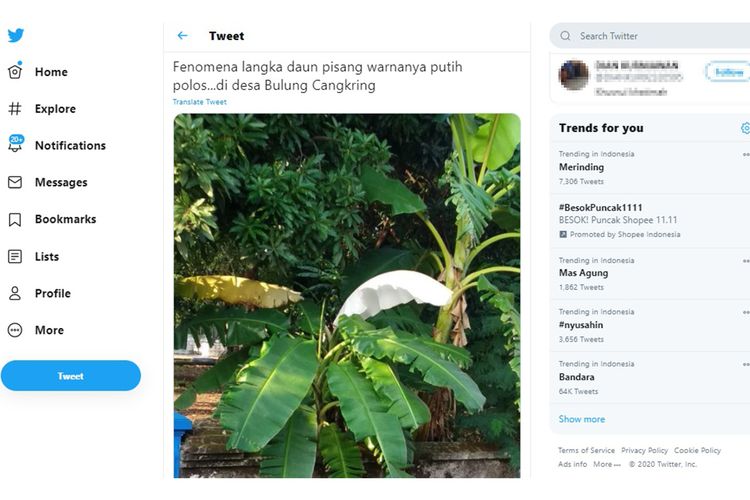 Tangkapan layar unggahan viral tentang pohon pisang yang mengeluarkan daun berwarna putih ramai di media sosial.