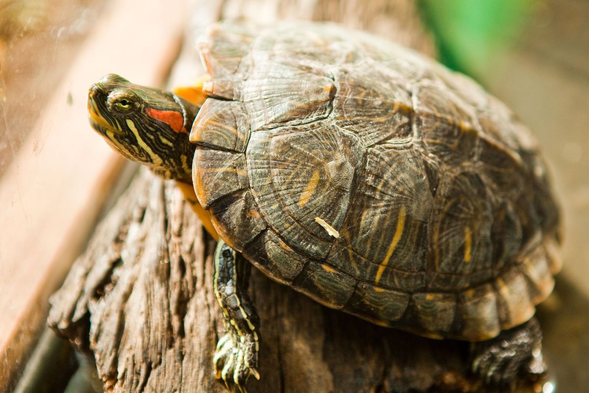 Kura-kura Brasil adalah contoh hewan reptil yang bisa dijumpai di lingkungan sekitar kita. Studi menemukan kura-kura selama ini dianggap tak bersuara, ternyata hewan ini juga melakukan komunikasi vokal.