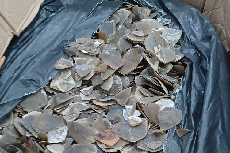 Dari Kapal Asing di Pelabuhan Merak, WNA Vietnam Ditahan Terkait Penyelundupan 760 Kg Sisik Trenggiling