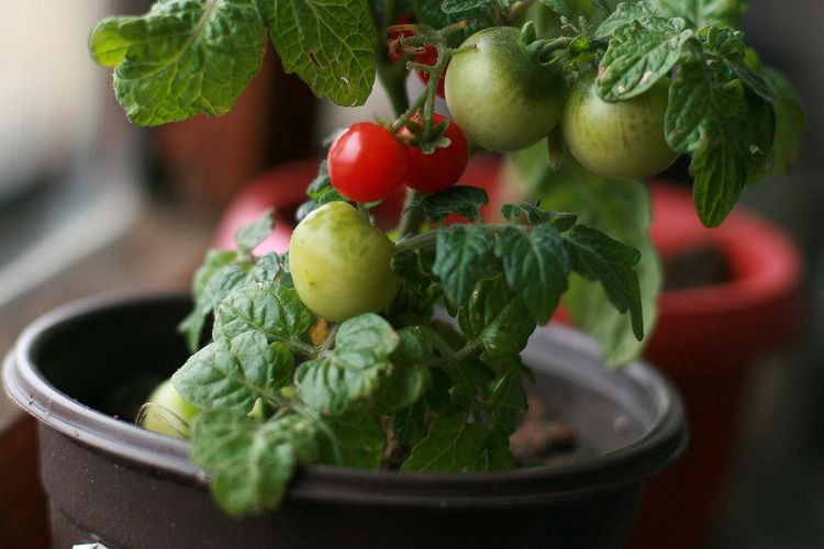 Ilustrasi menanam tomat di pot kecil. 
