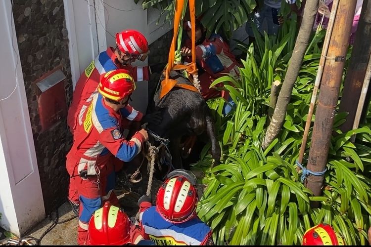 Mau Dipotong, Sapi Kurban 350 Kg Kabur dan Terjebak di Gorong-gorong Sedalam 2 Meter di Jaktim
