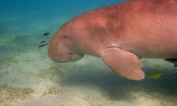 Dampak Konflik AS-Israel Vs Iran, Nasib Dugong dan Penyu Makin Suram