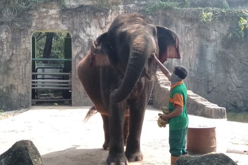 Jelang Beroperasi Kembali, Taman Margasatwa Ragunan Disemprot Disinfektan