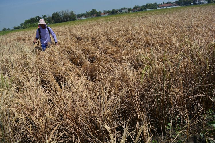 Petani dari Desa Sentul, Kecamatan Tembelang, Kabupaten Jombang, Jawa Timur, menyemprotkan obat pengendali hama tanaman pada yang lahan yang terkena serangan hama wereng, Kamis (27/8/2020).