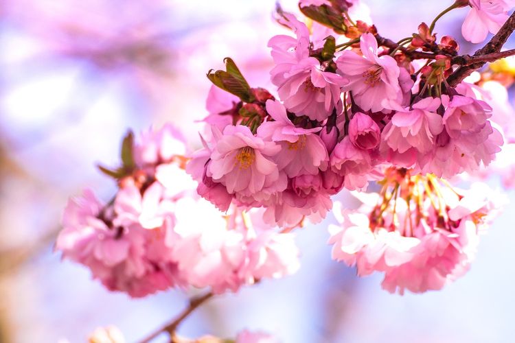 Ilustrasi bunga sakura.