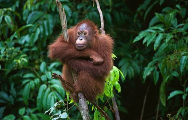 ilustrasi orang utan, salah satu hewan yang terancam punah.