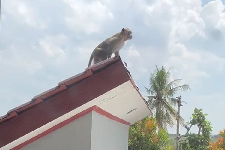 Monyet Ekor Panjang Masuk Toilet Kantor Disdagnaker Gunungkidul, Bikin Pegawai Panik