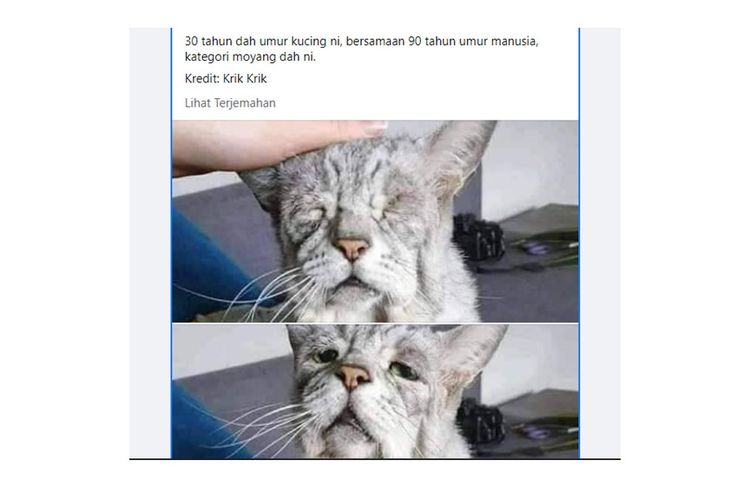Unggahan foto hoaks diklaim kucing berusia 30 tahun dengan kulit melar dan keriput