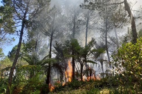 Kebakaran di Gunung Slamet Meluas, Titik Api Mengarah ke Hutan Lindung