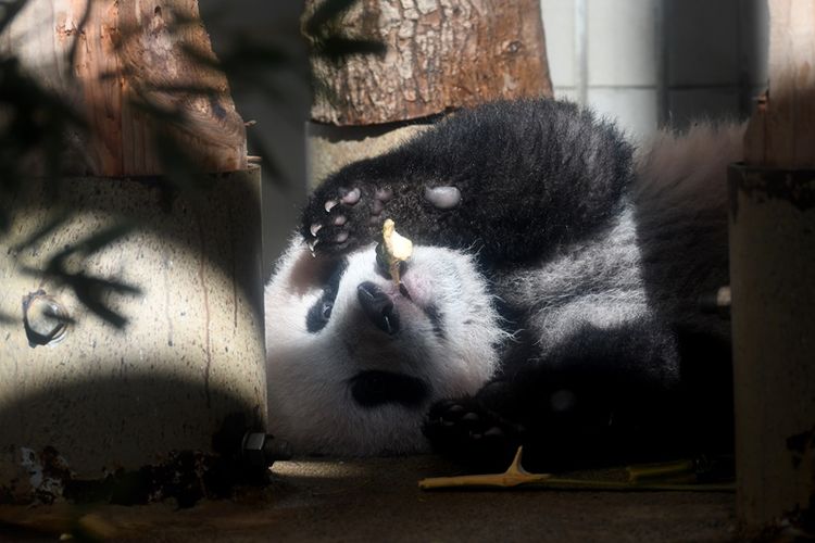 Bayi panda Xiang Xiang bermain di kandangnya di Kebun Binatang Ueno, Tokyo, Jepang, pada Senin (18/12/2017). (AFP/Toshifumi Kitamura)