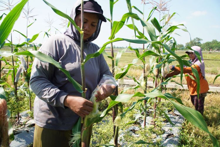 Tanaman Jagung Diserang Tikus, Petani di Lumajang Akali dengan Bungkus Plastik