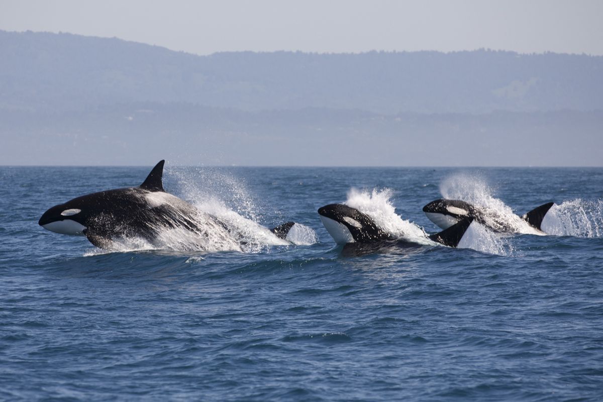 Iustrasi paus pembunuh (Orcinus orca). Orca dikenal juga sebagai paus pembunuh (killer whales), merupakan hewan laut yang masih berkerabat dengan lumba-lumba dan termasuk salah satu predator terkuat di dunia.
