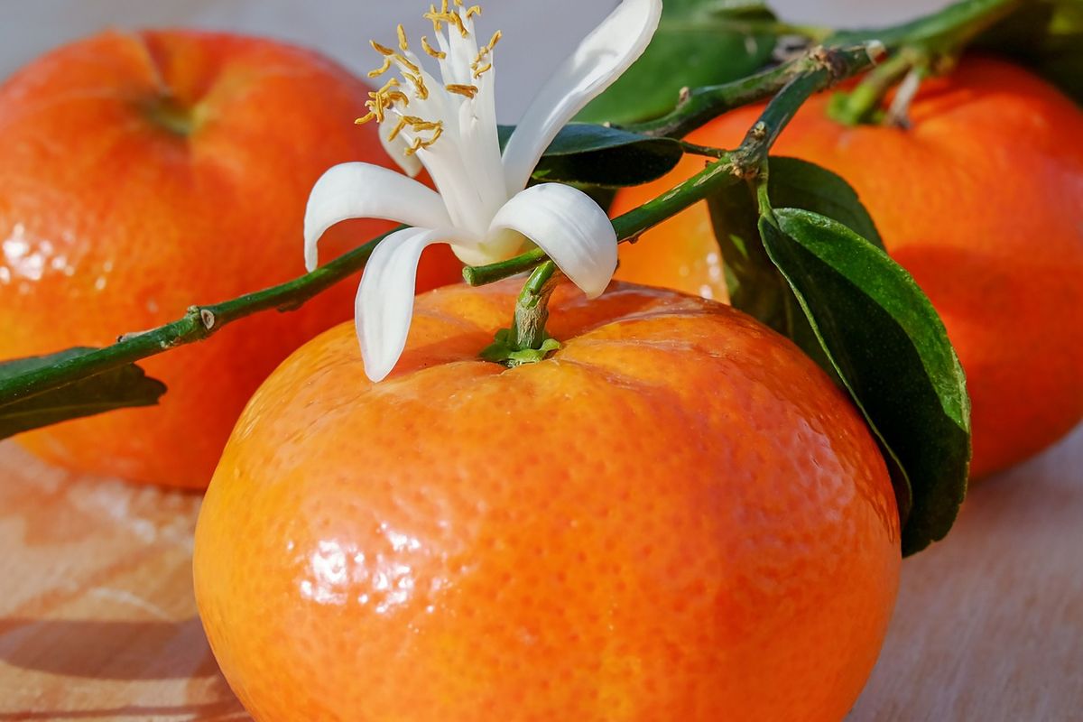 Ilustrasi jeruk mandarin