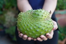 Beragam Manfaat Buah Sirsak untuk Kesehatan