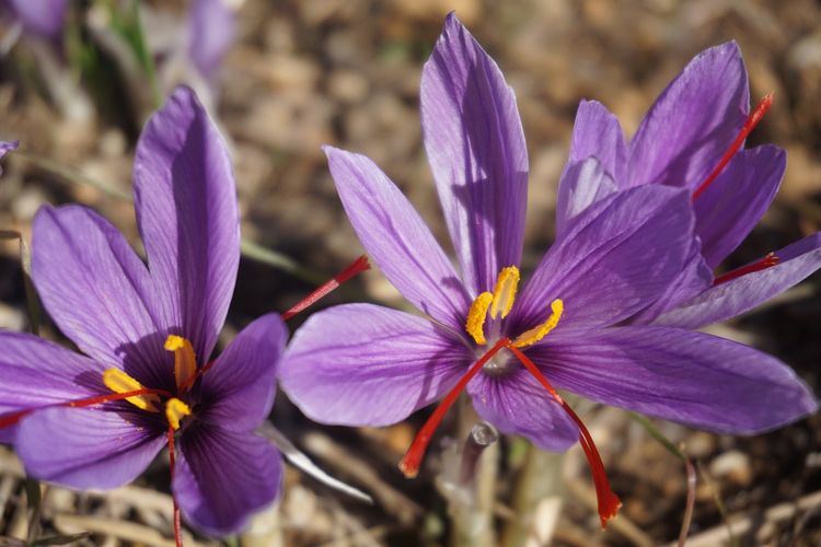 Bunga saffron atau disebut saffron crocus sativus. 