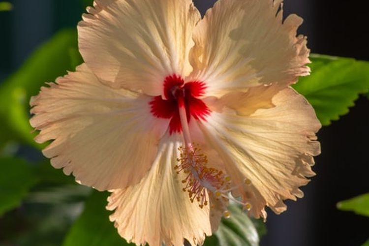 Ilustrasi kembang sepatu