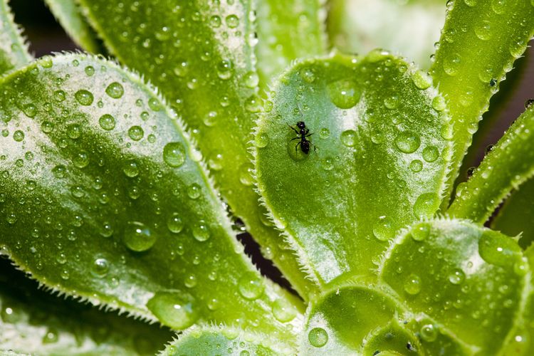 Untuk semut yang menyerbu tanaman indoor, basmi saja dengan pestisida alami dari bahan-bahan dapur yang aman.