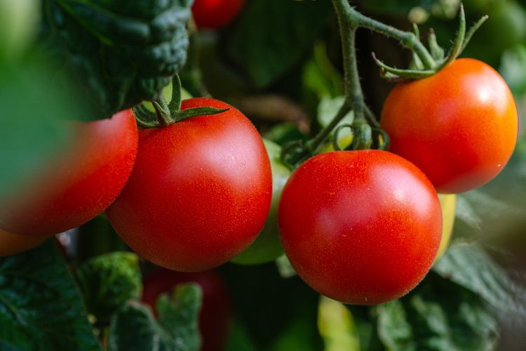 Ilustrasi tanaman tomat. 