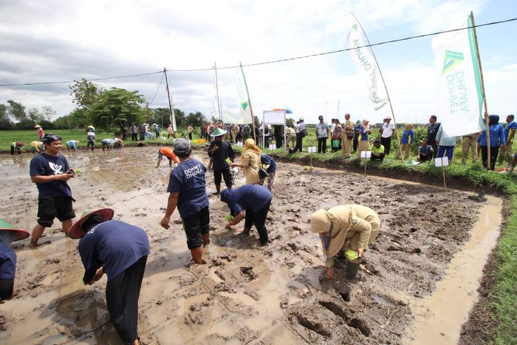 Para petani bersama inisiator, pendiri, pembina Dompet Dhuafa, serta Kepala Dinas Pertanian Madiun beserta jajarannya, melakukan penanaman perdana padi ramah lingkungan, di Desa Rejosari, Kecamatan Sawahan, Senin (6/1/2020).