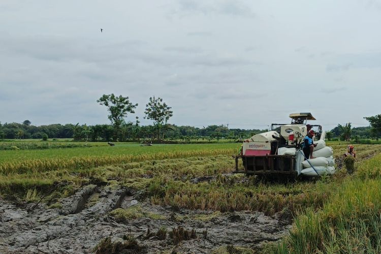 Tanah Masuk Lahan Sawah Dilindungi, Ini Konsekuensinya