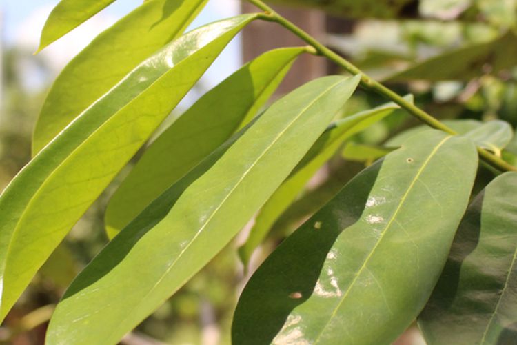 Ilustrasi daun sirsak. Daun sirsak memiliki banyak manfaat untuk kesehatan. 