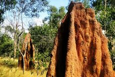 Mengenal Musamus, Rumah Semut di Taman Nasional Wasur Merauke Papua