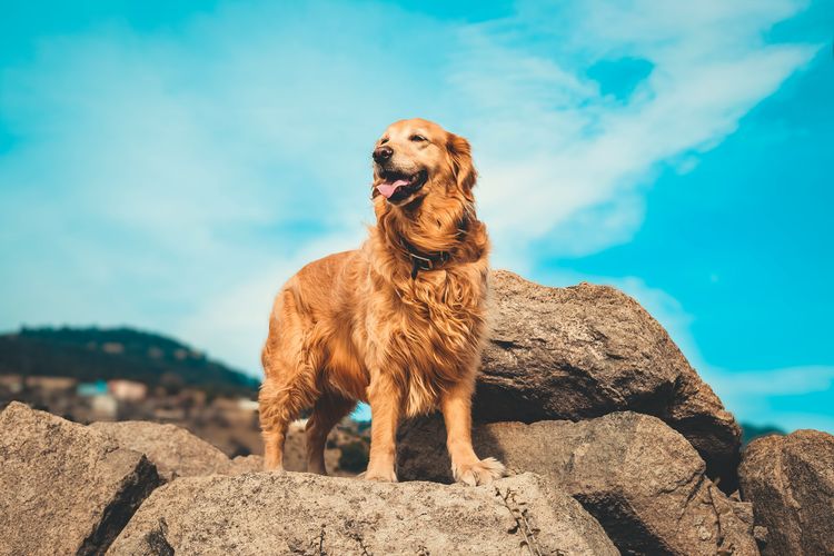 Anjing golden retriever, salah satu ras anjing peling cerdas di dunia.