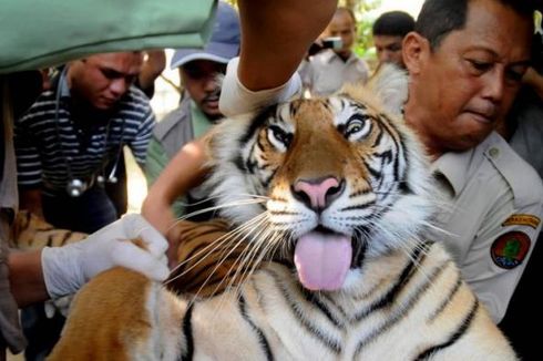 Harimau Sumatera, Landak dan Trenggiling Paling Dicari Pemburu