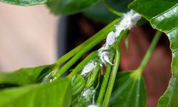 6 Cara Membasmi Kutu Putih pada Tanaman