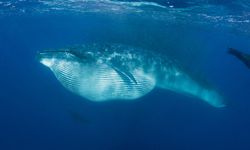 Pusat Unggulan Dibentuk, Masyarakat Diajak Aktif Jaga Penyu dan Cetacea