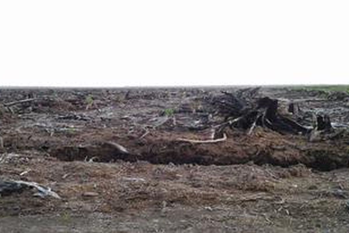 Ribuan hektar pokok-pokok kayu di kawasan hutan Rawa Tripa berubah menjadi arang akibat pembakaran untuk pembukaan lahan kelapa sawit di Desa Pulo Kruet, Kecamatan Darul Makmur, Nagan Raya, Aceh, dalam beberapa bulan terakhir. 