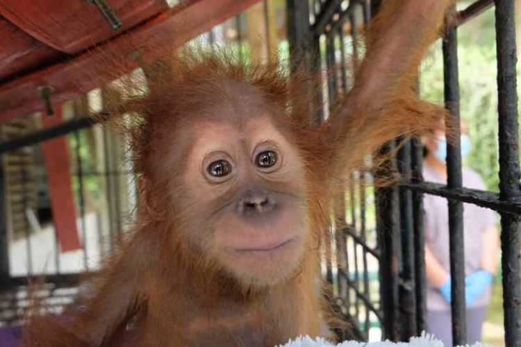 Penampakan orangutan bernama Joy (betina), estimasi 1 tahun. Berat badan 3,92 kg dengan kondisi fisik sehat tidak ditemukan kelainan, BCS 3. Pertumbuhan gigi premolar 2 baru mulai tumbuh belum sempurna, rambut bersih, mukosa pink. Dalam operasi penangkapan kurir berinisial R pada Rabu (27/9/2023) malam, tim mengamankan dua orangutan bernama Jamie dan Joy.